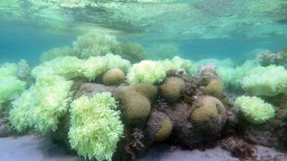 The Australian Government Censored a Global Climate Report